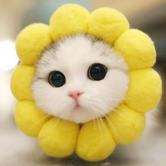 Need a break? These cats didn’t take a break from shopping, but you can! 💕💕 - Picture 2 of 7